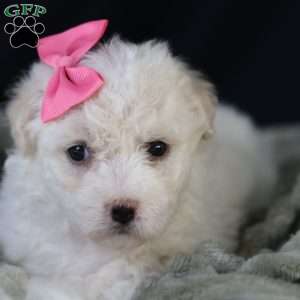 Brianna, Bichon Frise Puppy